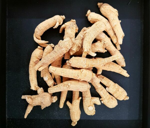 nhan sam my Nhân sâm Mỹ củ khô A2