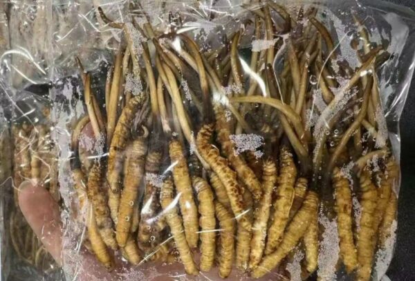 Đông Trùng Hạ Thảo Tây Tạng tươi