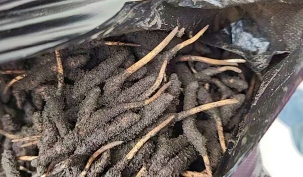 Đông Trùng Hạ Thảo Tây Tạng tươi